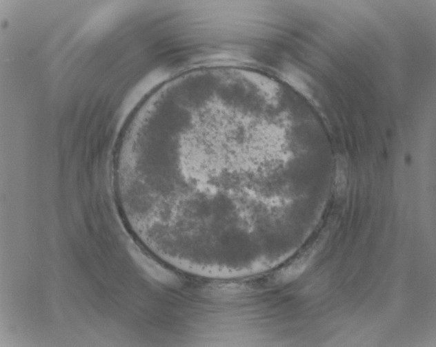 X0000061731474200512231422