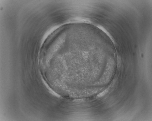 X0000061731477200512231422