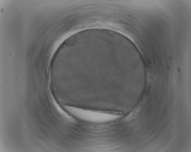 X0000061731515200512231421