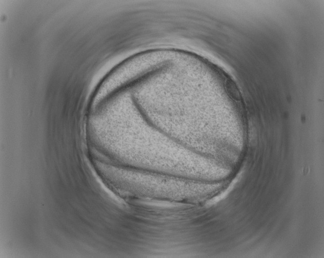 X0000061731517200512231421