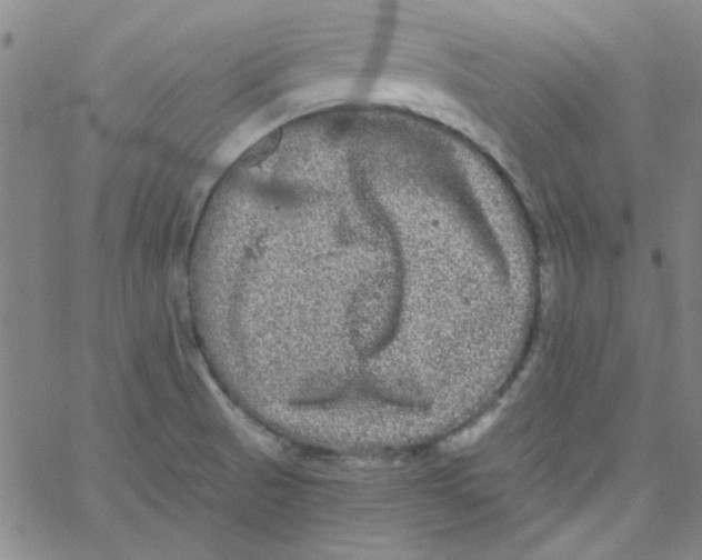 X0000061731521200512231421