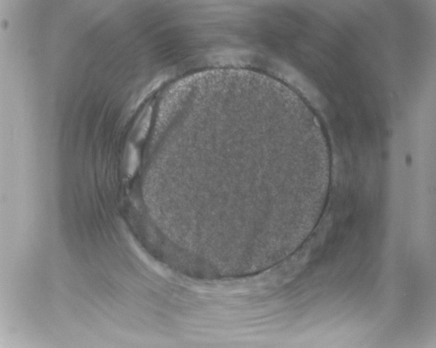 X0000061730009200512302157