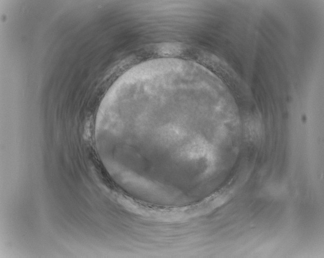 X0000061730032200512302157