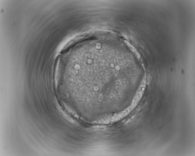 X0000061730052200512302156