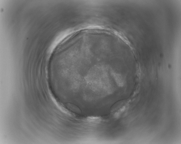 X0000061730055200512302156