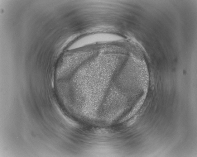 X0000061730062200512302156