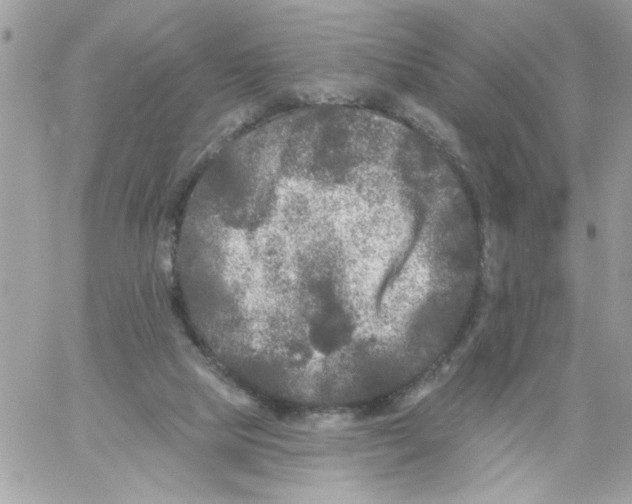 X0000061730065200512302156