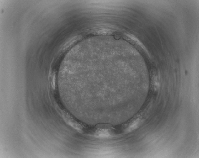 X0000061730076200512302156