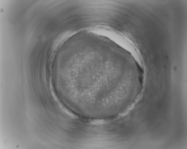 X0000061730097200512302156