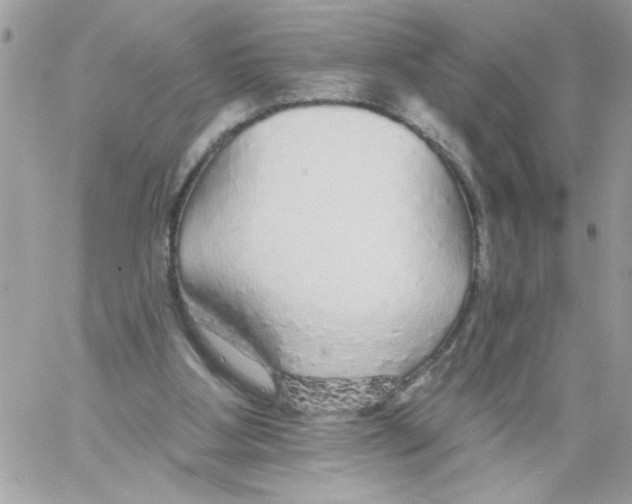 X0000061730107200512302156