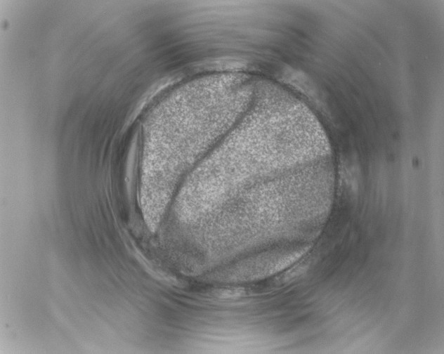 X0000061730110200512302156