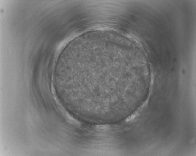 X0000061730145200512302154