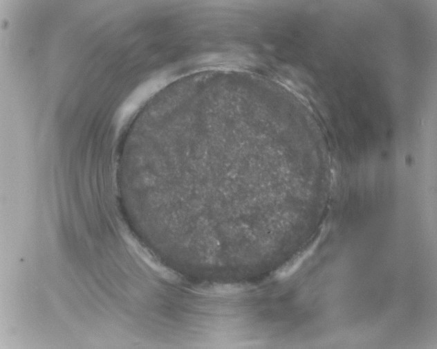 X0000061730149200512302154