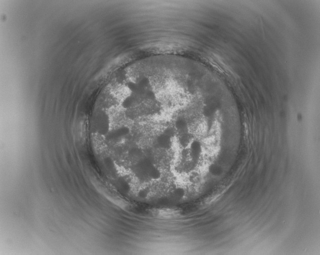 X0000061730165200512302155