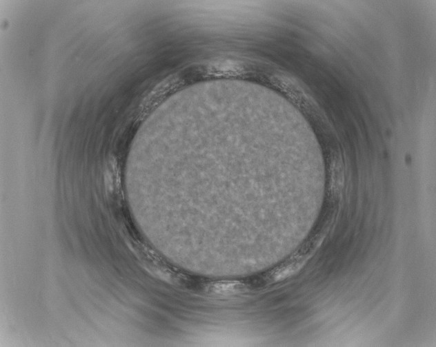 X0000061730173200512302155