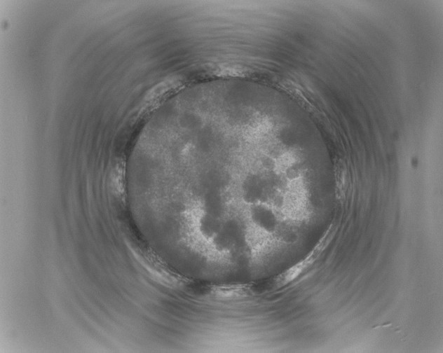 X0000061730175200512302155