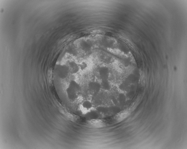 X0000061730189200512302155