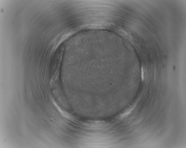 X0000061730205200512302154