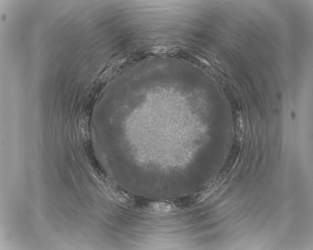 X0000061730272200512302153