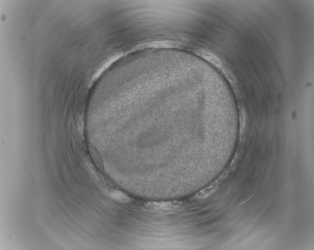 X0000061730297200512302153