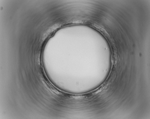 X0000061730299200512302153