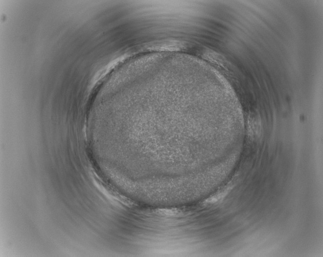 X0000061730302200512302153