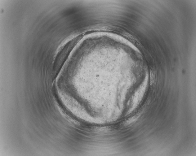 X0000061730349200512302151