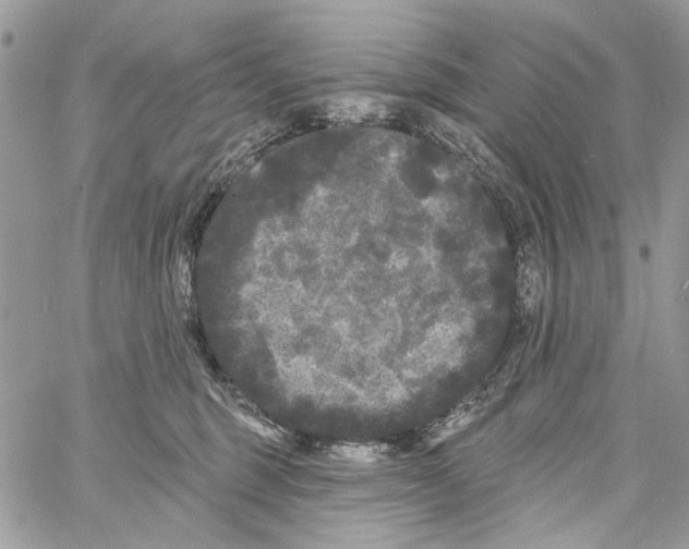 X0000061730375200512302152