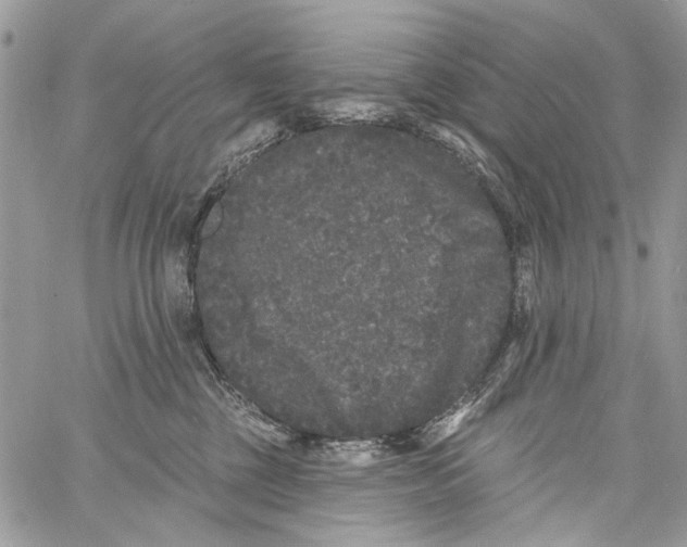 X0000061730377200512302152