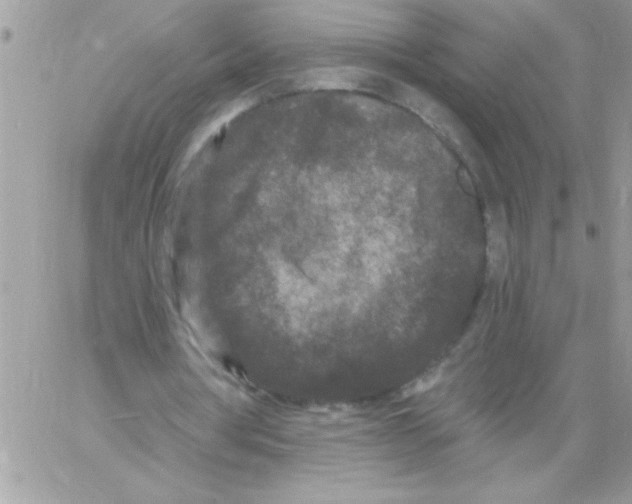 X0000061730386200512302151