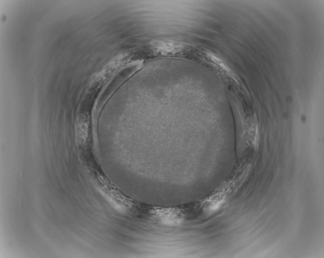 X0000061730417200512302151