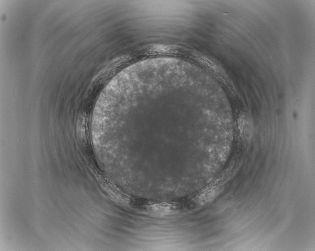 X0000061730423200512302151