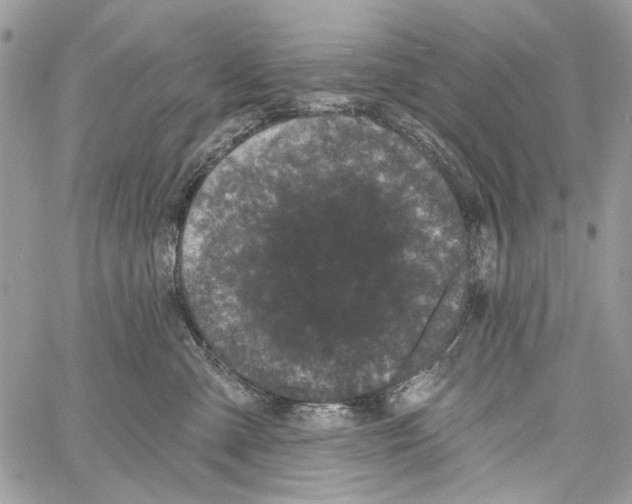 X0000061730427200512302150