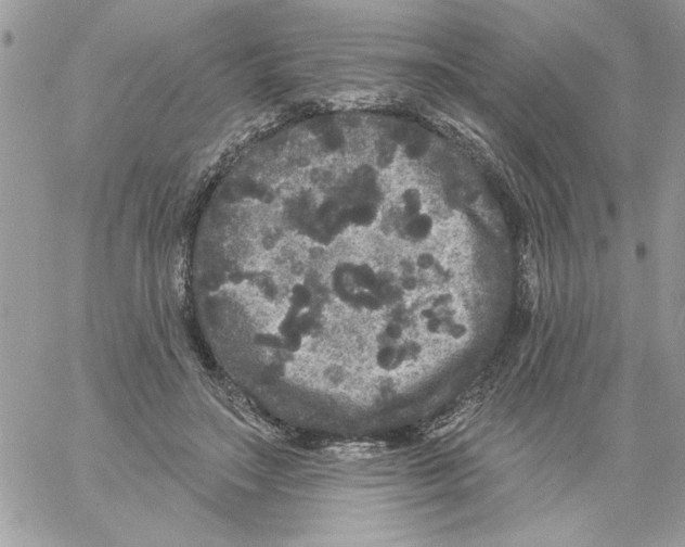 X0000061730499200512302149