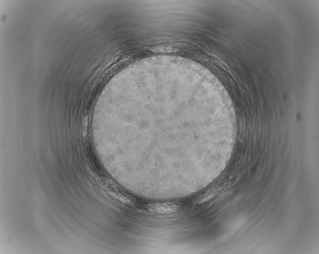 X0000061730652200512302147