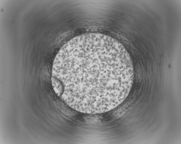 X0000061730661200512302147