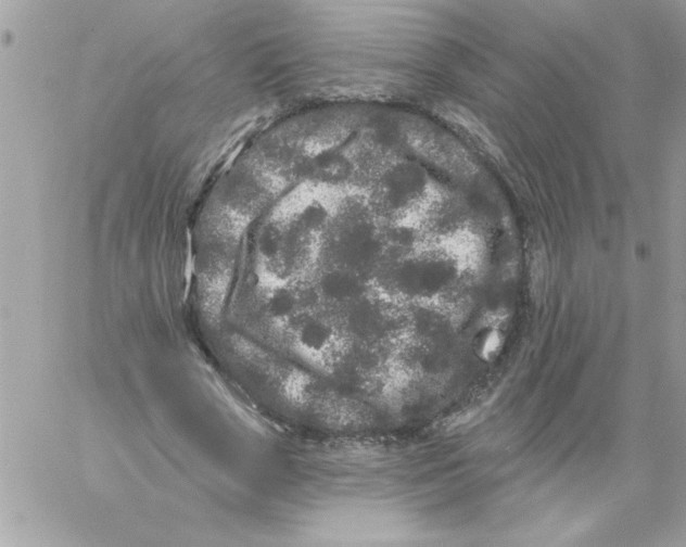 X0000061730729200512302145