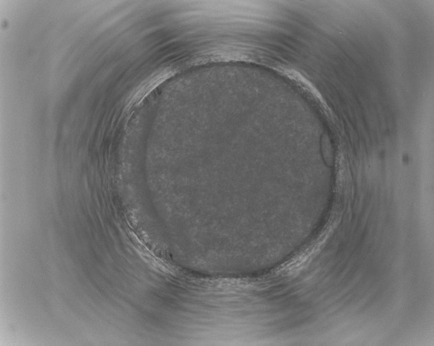 X0000061730785200512302144