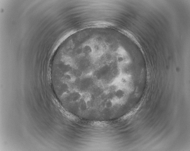 X0000061730835200512302143