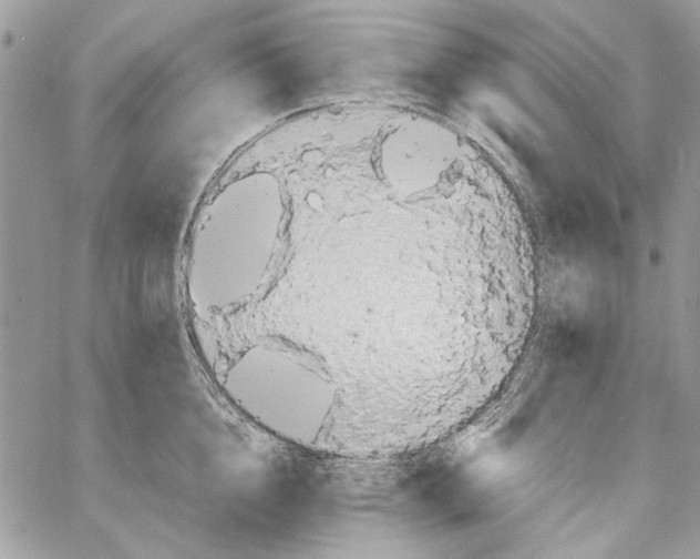 X0000061730856200512302144