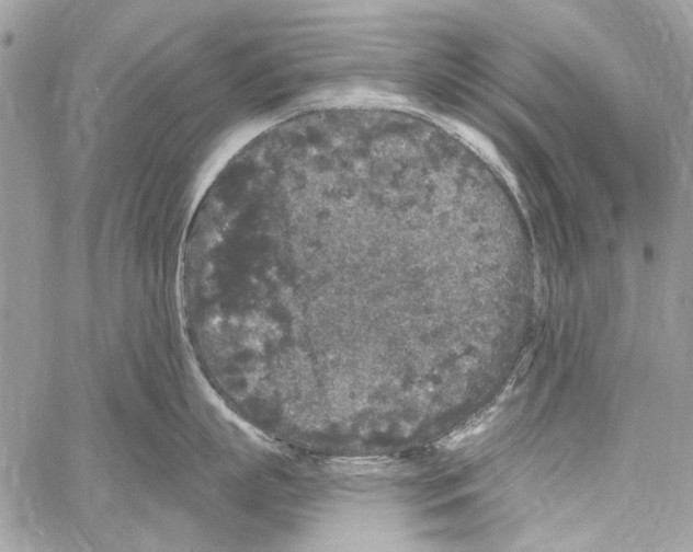 X0000061730863200512302144