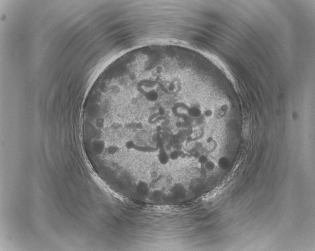 X0000061730903200512302142