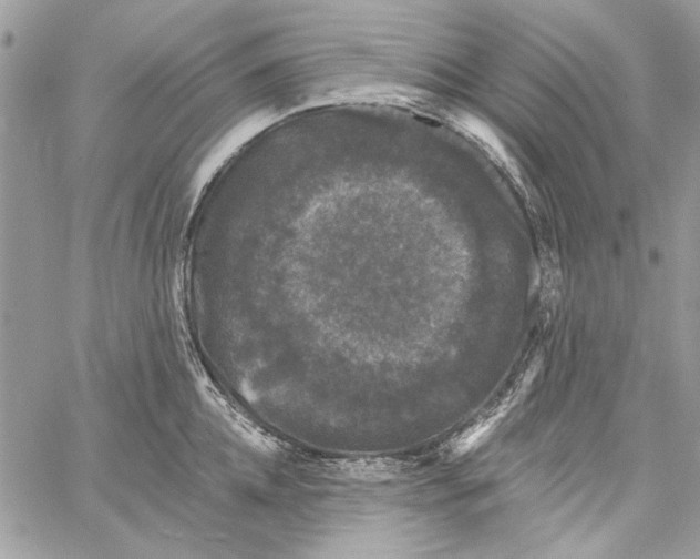 X0000061730952200512302142