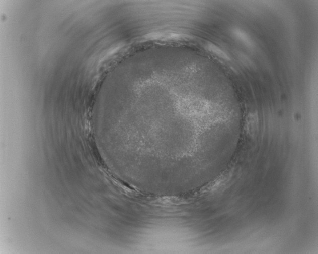 X0000061730966200512302141