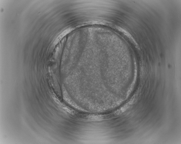 X0000061730977200512302141