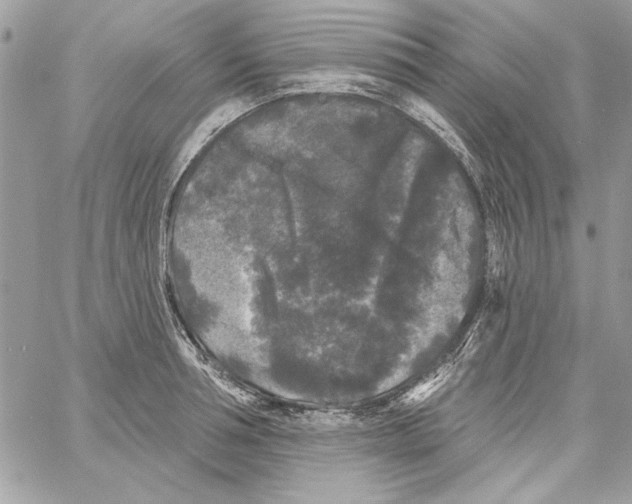 X0000061730994200512302141