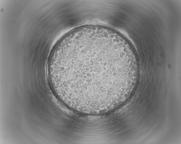 X0000061731032200512302140