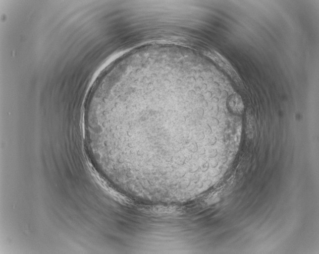 X0000061731036200512302140