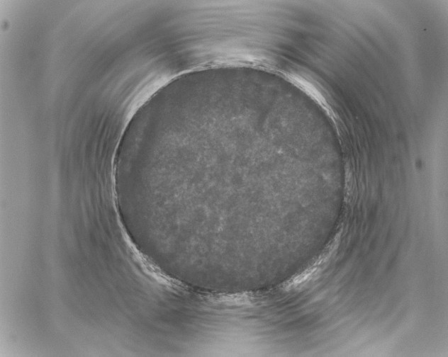 X0000061731047200512302140