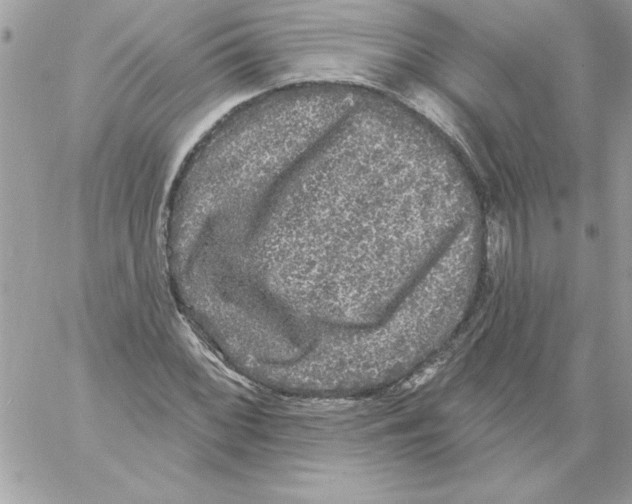 X0000061731068200512302140